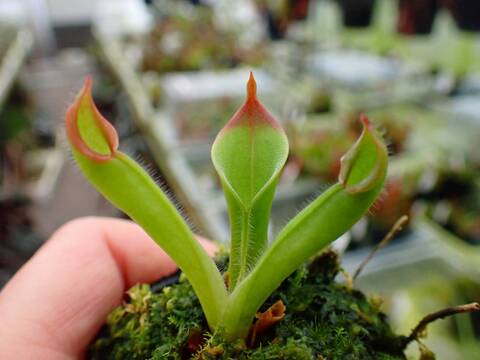 G839 1-1 #BBB H. pulchella Akopan Tepui CK