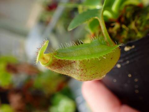 E194 1-4 N. nebularm sibcross Y's