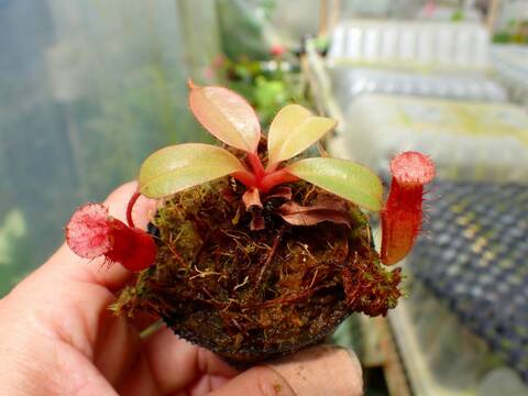 J165 1-4 N.(truncata x peltata Y's) x xharryana Tambuyukon #NNN