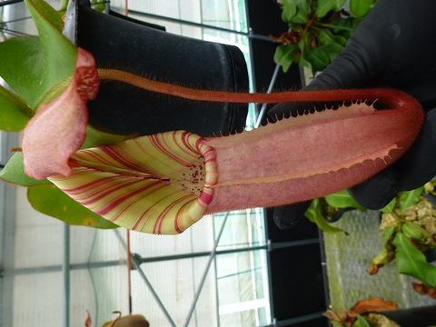 Nepenthes（ネペンテス/ウツボカズラ）の商品一覧 | Y's Exotics （山田食虫植物農園）