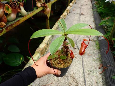 E110 1-2 N. ventricosa (x) x [(ventricosa x sibuyanensis) x (ventricosa x xtrusmadiensis)] EP