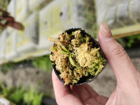 Nepenthes（ネペンテス/ウツボカズラ）の商品一覧 | Y's Exotics