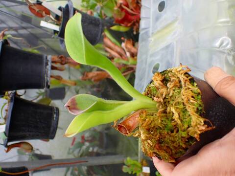 Y018 1-1 H. pulchella (Akopan Tepui, Venezuela) Clone:01