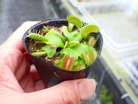 商品一覧 - Y's Exotics （山田食虫植物農園）