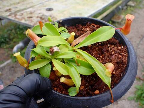 Nepenthes Hybrids（ネペンテス交配種）の商品一覧 | Y's Exotics