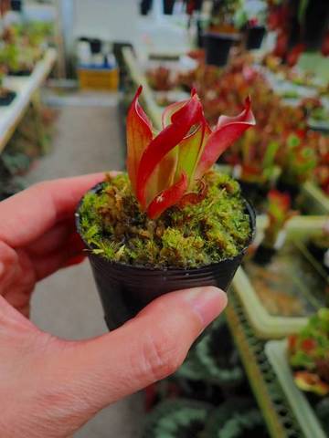 Heliamphora（ヘリアンフォラ）の商品一覧 | Y's Exotics （山田食虫植物農園）