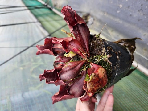 商品一覧 - Y's Exotics （山田食虫植物農園）