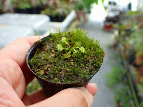 G877 5-1 Dionaea muscipula Towering Giant CK