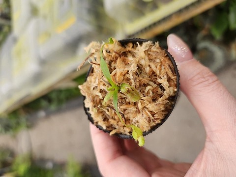 商品一覧 - Y's Exotics （山田食虫植物農園）