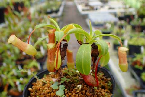 teatネペン Nepenthes sibuyanensis 