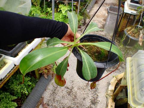 P285 1-2 N. ventricosa (N14, Liberec Botanical Garden) x lowii konan