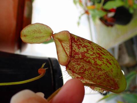 商品一覧 - Y's Exotics （山田食虫植物農園）