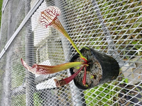 Sarracenia 'Kurenai' サラセニア '紅' 食虫植物 商品一覧 - Y's Exotics （山田食虫植物農園）