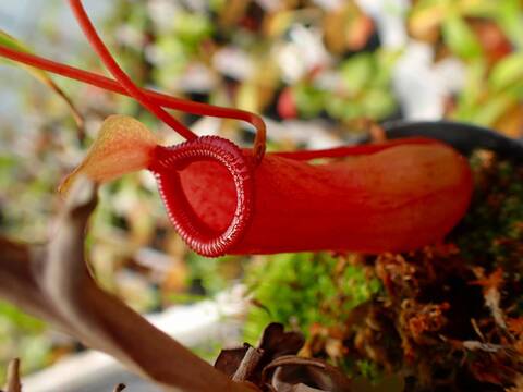 J195 5-3 N. ventricosa red AW