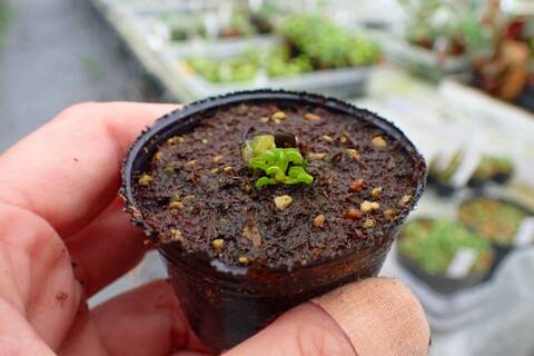 商品一覧 - Y's Exotics （山田食虫植物農園）
