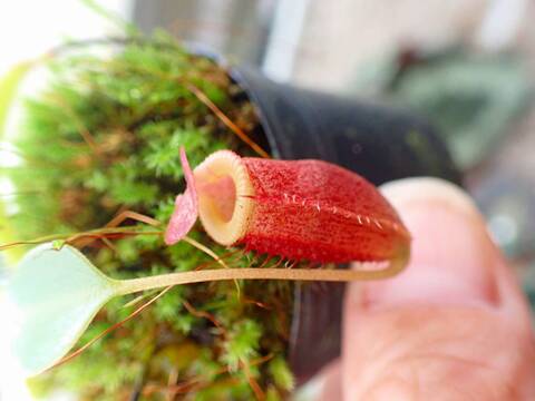 O622 1-4 N. jacquelineae x sibuyanensis konan