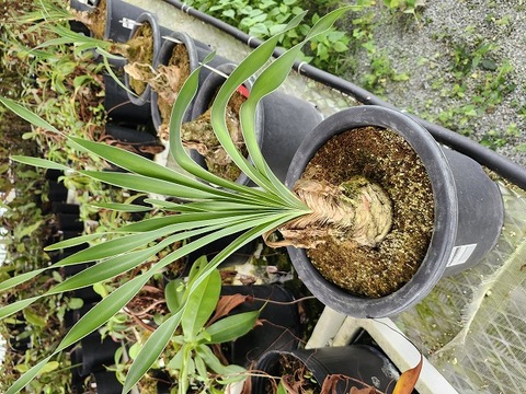 商品一覧 - Y's Exotics （山田食虫植物農園）