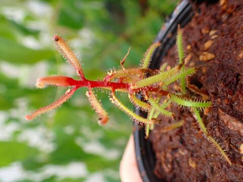 Y894 5-2 D. hartmeyeoum Y's Lab