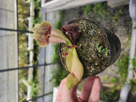 Y's Exotics （山田食虫植物農園）