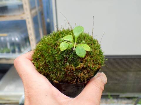 商品一覧 - Y's Exotics （山田食虫植物農園）