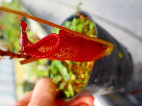 商品一覧 - Y's Exotics （山田食虫植物農園）