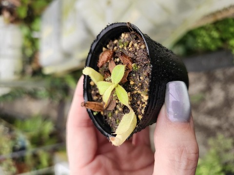 R396 1-4 N. adnata x veitchii Maliau Basin Y's 