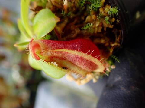 商品一覧 - Y's Exotics （山田食虫植物農園）