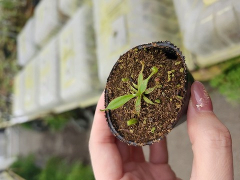 J181 1-2 [YA-2] N. lowii Mulu Y's Lab 