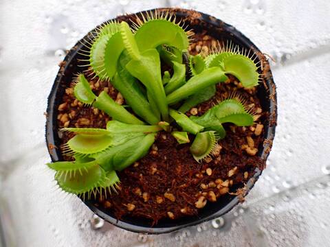 Y539 5-1 Dionaea muscipula South-West Giant Y's Lab