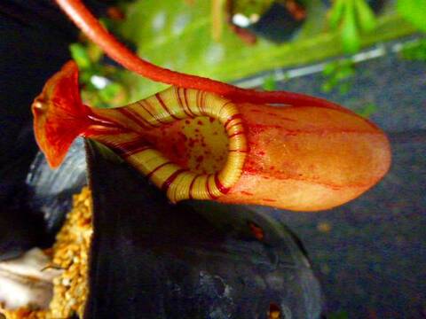 Nepenthes edwardsiana / Tambuyukon / AW / Clone:07