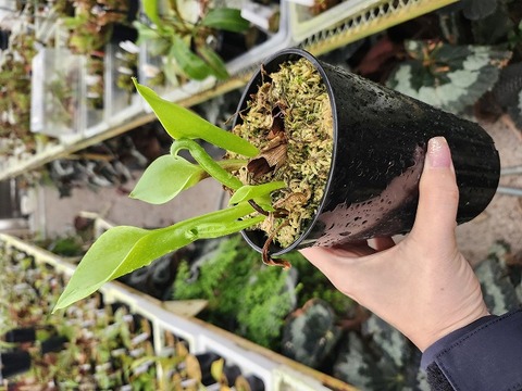 商品一覧 - Y's Exotics （山田食虫植物農園）