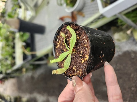 G662 3-2 N. (viking x ampullaria variegata KIN) x edwardsiana Kinabalu Y's