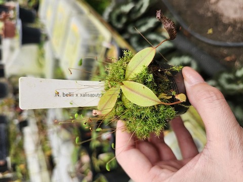 P708 1-3 N. bellii x xalisaputrana #NNN 