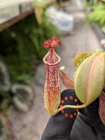 Nepenthes（ネペンテス/ウツボカズラ）の商品一覧 | Y's Exotics （山田食虫植物農園）