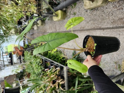 商品一覧 - Y's Exotics （山田食虫植物農園）
