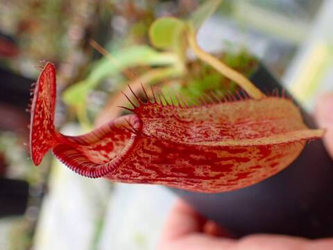 商品一覧 - Y's Exotics （山田食虫植物農園）