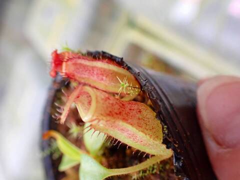 J620 1-3 N. (maxima x campanulata) x macrophylla #NNN