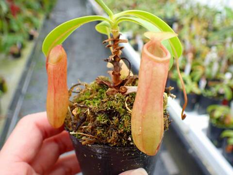 商品一覧 - Y's Exotics （山田食虫植物農園）