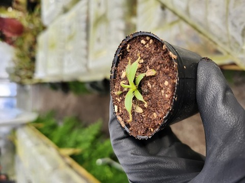 O140 1-2 [YA-2] N. lowii Mulu Y's Lab 