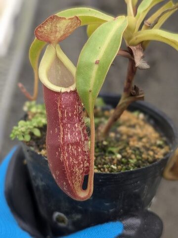 Nepenthes（ネペンテス/ウツボカズラ）の商品一覧 | Y's Exotics （山田食虫植物農園）