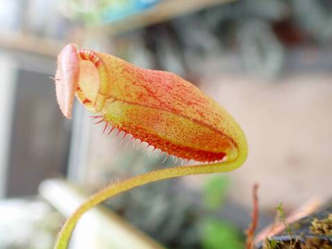 J554 1-3 N. rajah x ephippiata #NNN