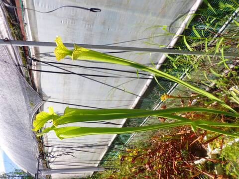 Y's Exotics （山田食虫植物農園）