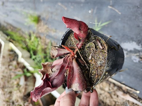 商品一覧 - Y's Exotics （山田食虫植物農園）