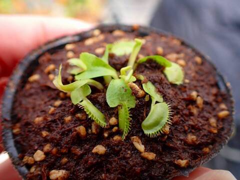 J624 5-2 Dionaea muscipula Towering Giant CK