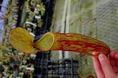 Nepenthes（ネペンテス/ウツボカズラ）の商品一覧 | Y's Exotics
