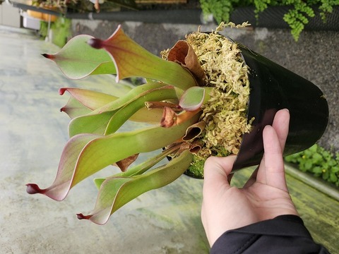 Heliamphora（ヘリアンフォラ）の商品一覧 | Y's Exotics （山田
