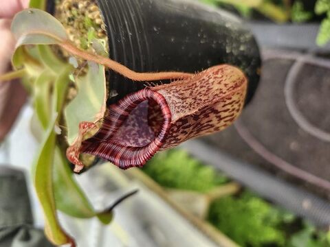 Nepenthes（ネペンテス/ウツボカズラ）の商品一覧 | Y's Exotics （山田食虫植物農園）