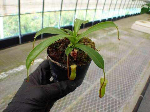 Y487 5-3 N. (ventricosa x sibuyanensis squat) x (ventricosa x sibuyanensis) Y's