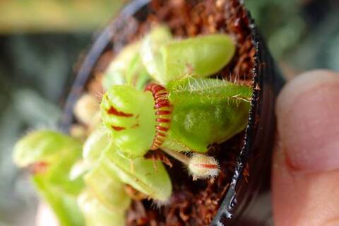 Cephalotus follicularis （セファロタス/フクロノユキノシタ