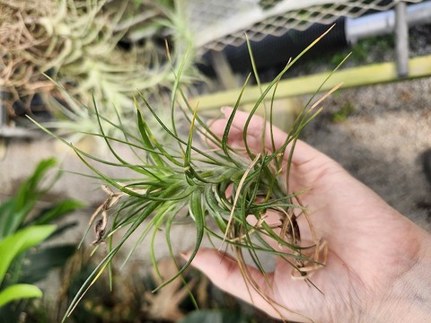 G292 3-1 T. montana Clump Form 